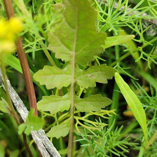 Rorippa palustris 叶