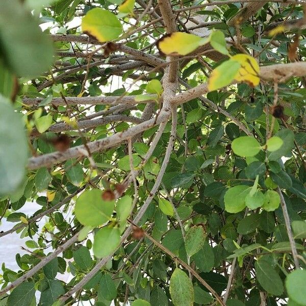 Cordia dichotoma Bark