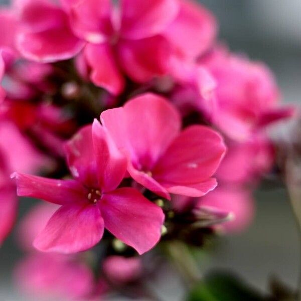 Phlox paniculata Hábito