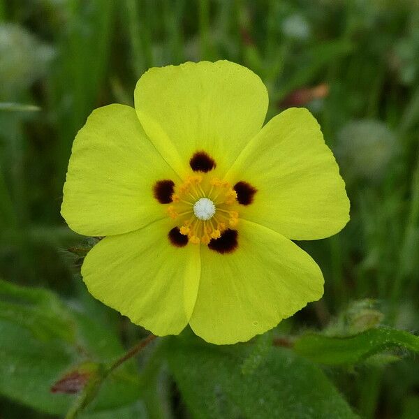 Tuberaria guttata Flower