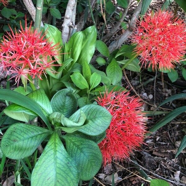 Scadoxus multiflorus Otro