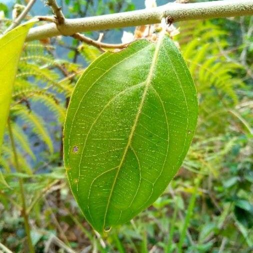 Hiptage benghalensis Leaf