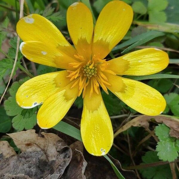 Ranunculus bullatus Blüte