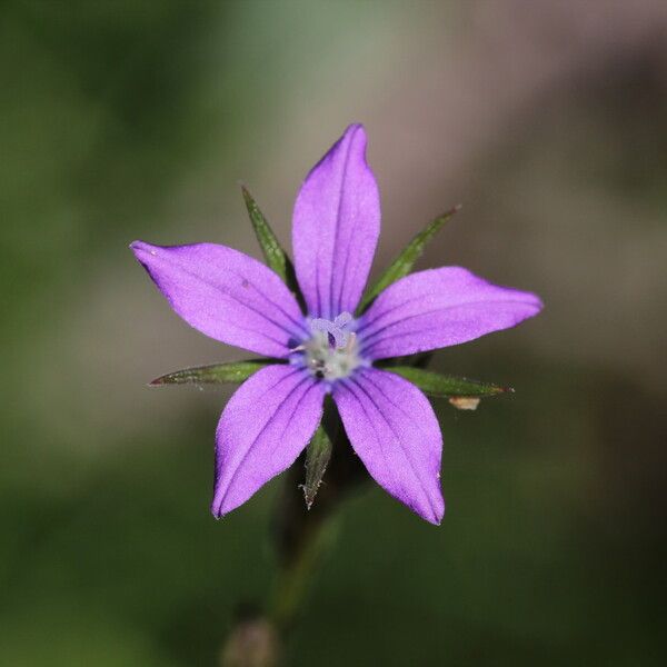 Triodanis perfoliata Blüte