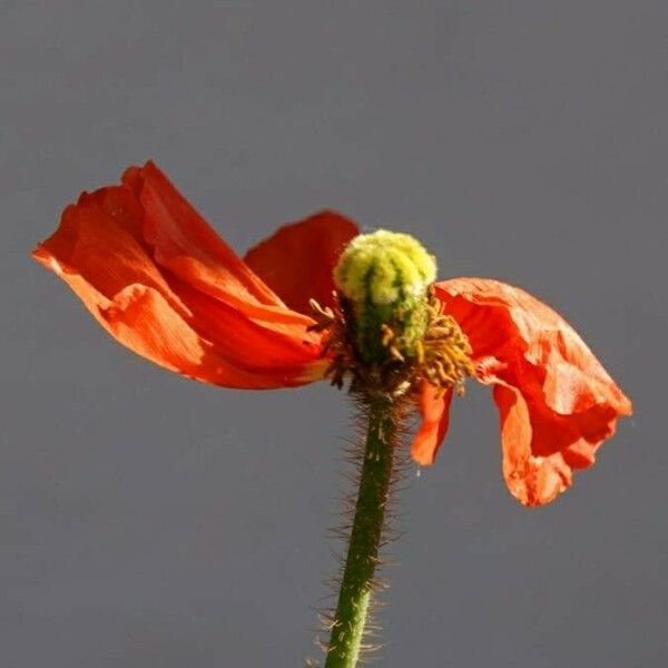 Papaver setiferum Blüte