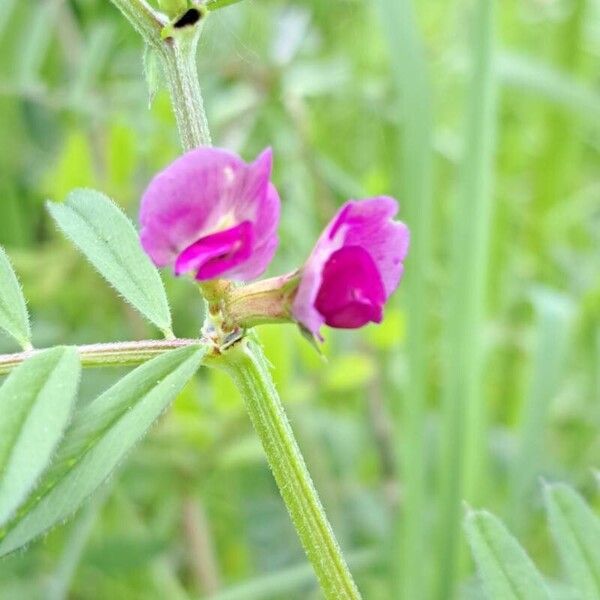 Vicia sativa Flower