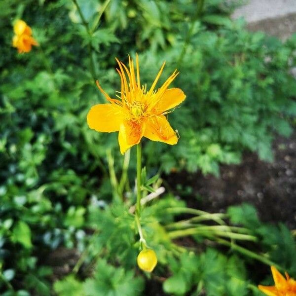 Trollius chinensis 花