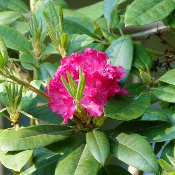 Rhododendron ferrugineum Blüte