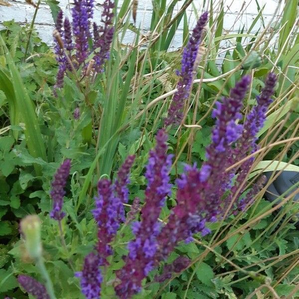 Salvia nemorosa Virág