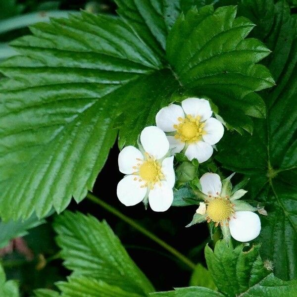 Fragaria viridis 花