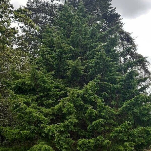 Abies nordmanniana Folla