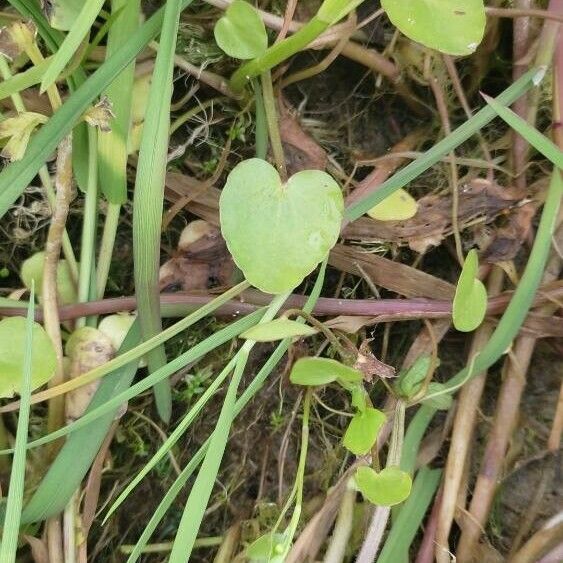 Ranunculus ophioglossifolius Blatt