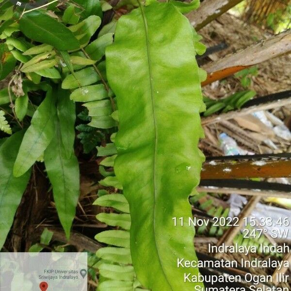 Asplenium nidus Blad