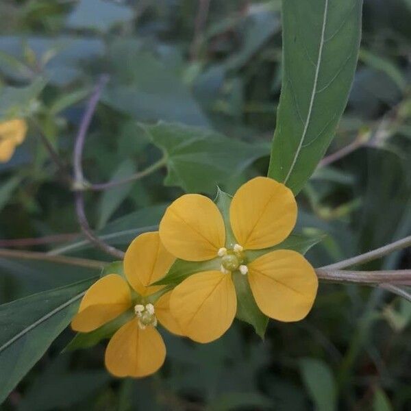 Ludwigia alternifolia Žiedas