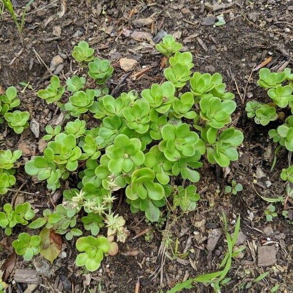 Sedum ternatum Ліст