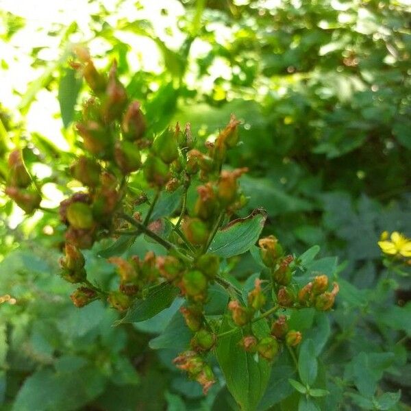 Hypericum hirsutum ᱵᱟᱦᱟ