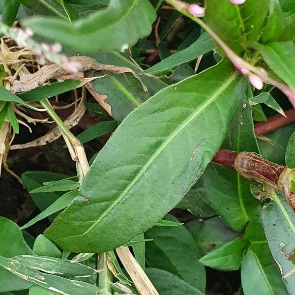 Persicaria strigosa Levél