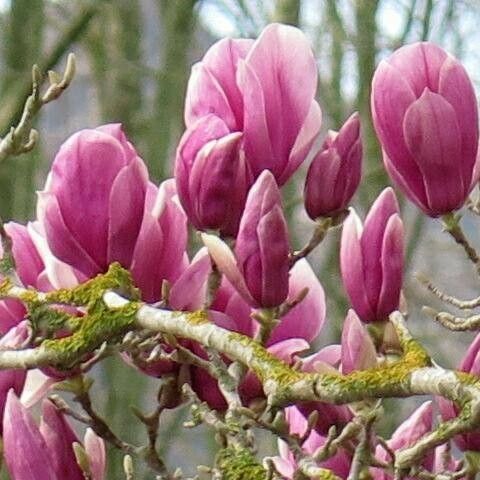 Magnolia × soulangeana Õis