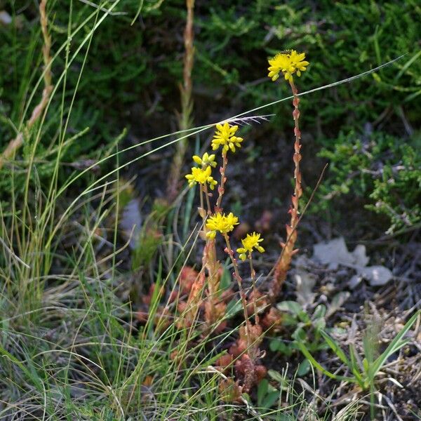 Sedum forsterianum Flower