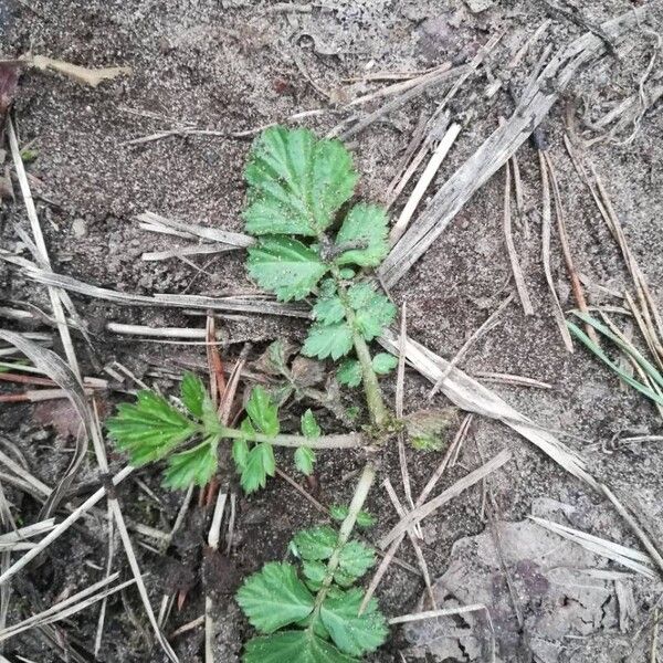 Geum aleppicum Leaf