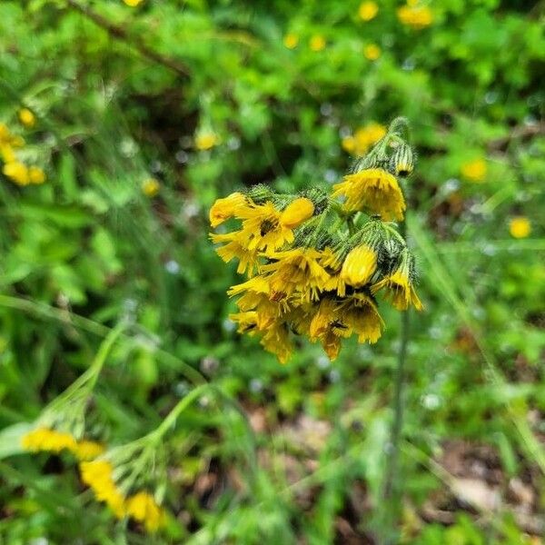 Pilosella cymosa Flower