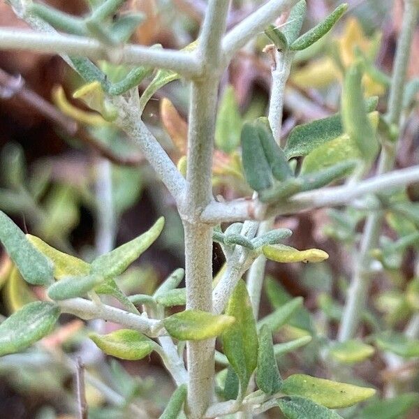 Teucrium marum Blad