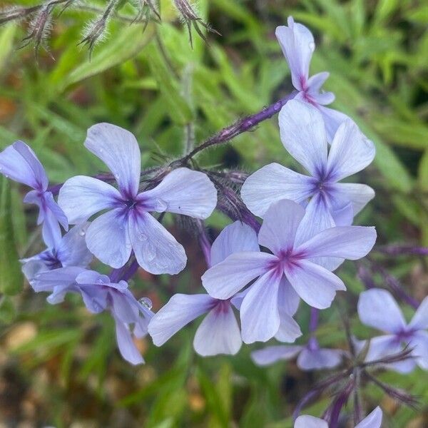 Phlox divaricata Kukka