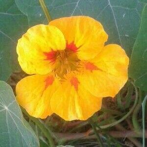 Tropaeolum majus Flower