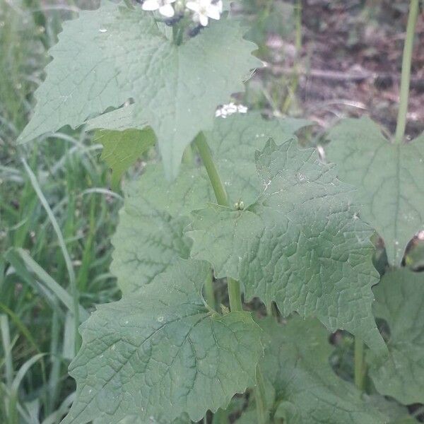 Alliaria petiolata Lapas