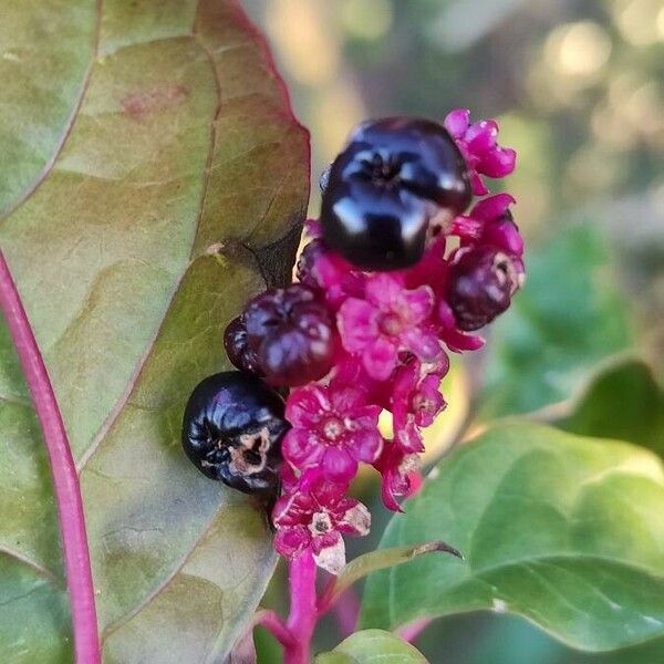 Phytolacca americana 果実