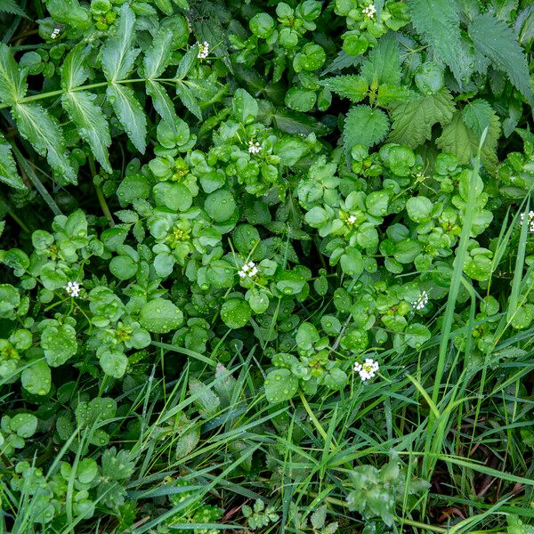 Nasturtium officinale Цветок