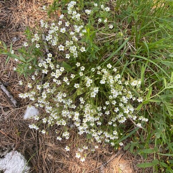 Sabulina verna Habit