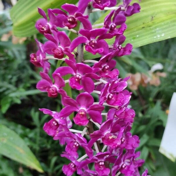 Rhynchostylis gigantea Flor