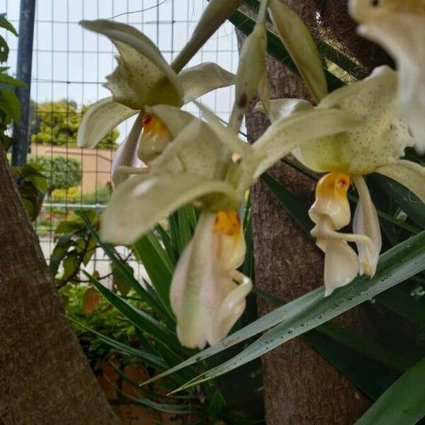 Stanhopea wardii Cvet