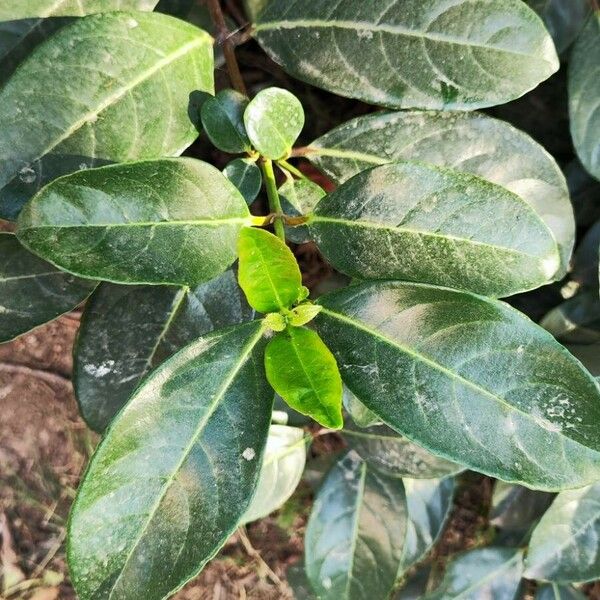 Viburnum odoratissimum Leaf