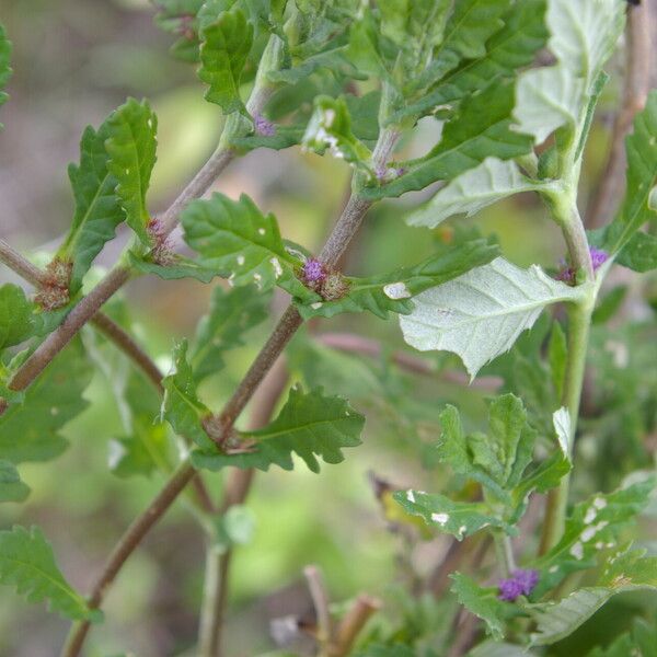 Trichospira verticillata पत्ता