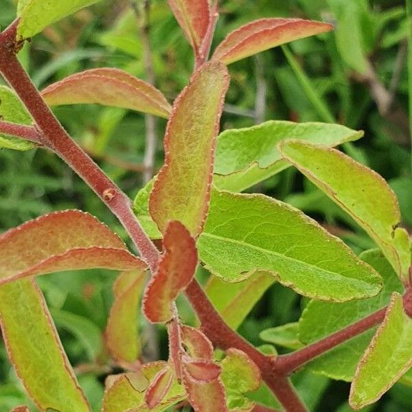 Gymnosporia putterlickioides Leaf