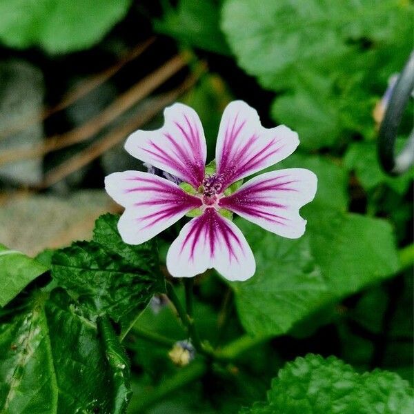 Malva parviflora Floare