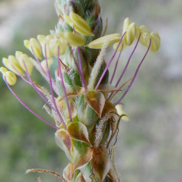 Plantago albicans Floare