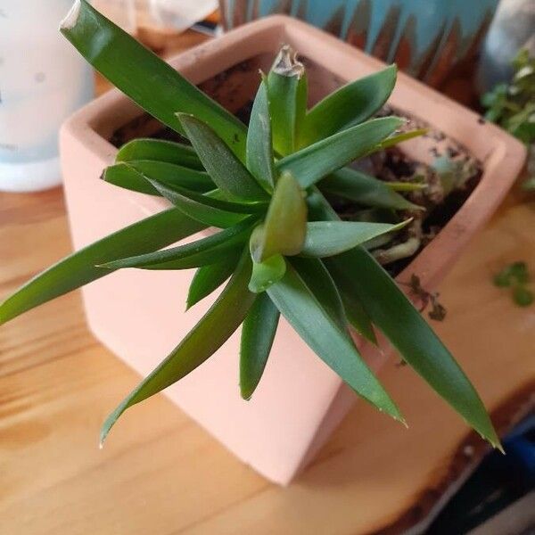 Aloe striatula Deilen