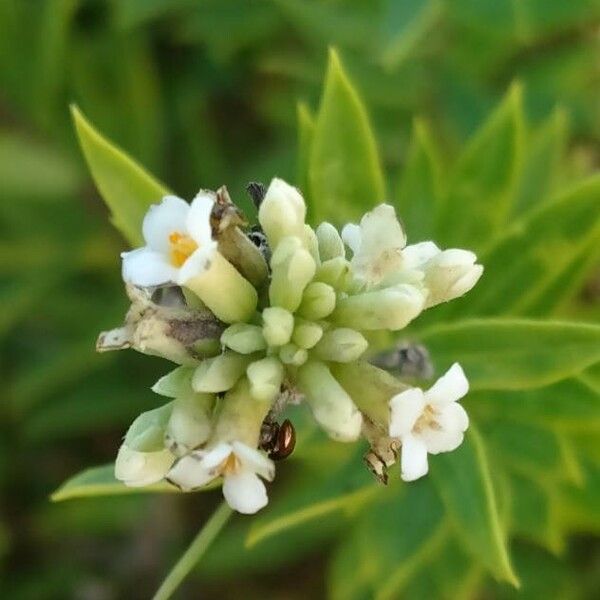 Daphne gnidium Flower