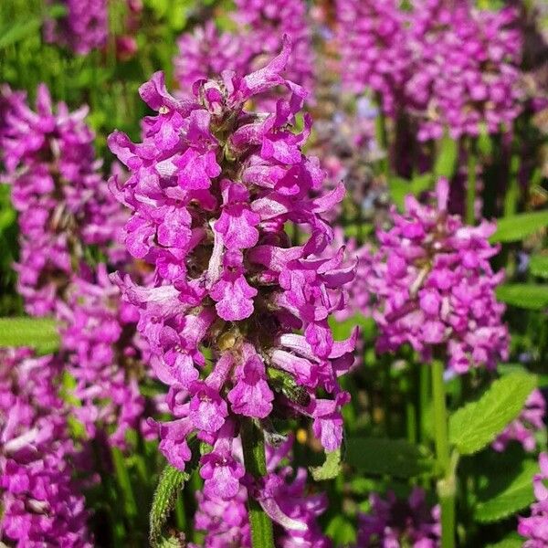 Stachys officinalis Květ