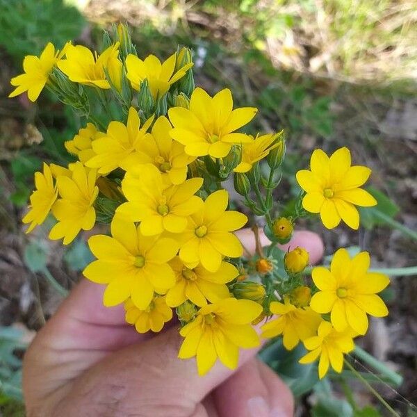 Blackstonia perfoliata 花