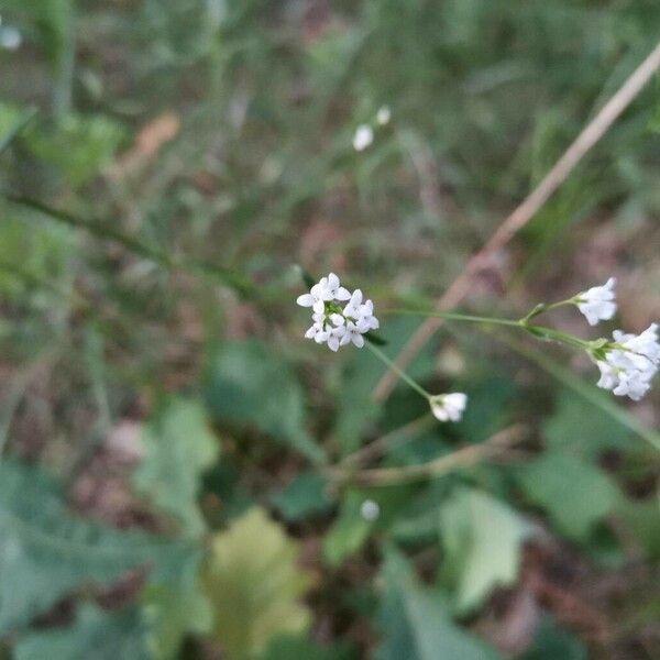 Asperula tinctoria Flower