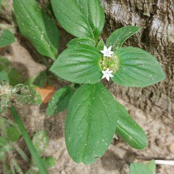 Richardia scabra Virág