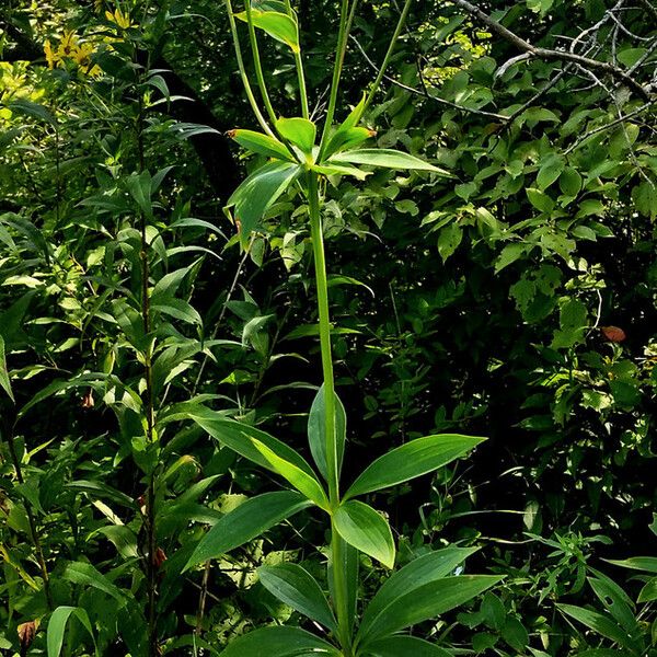 Lilium michiganense Alkat (teljes növény)