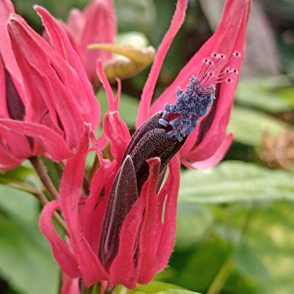 Pavonia multiflora Lorea