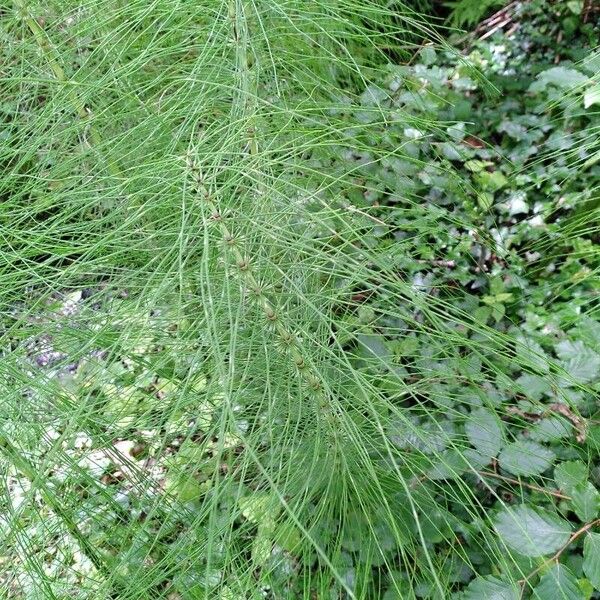 Equisetum telmateia Leaf