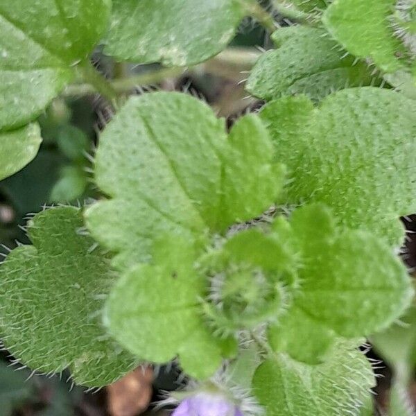 Veronica hederifolia Folha