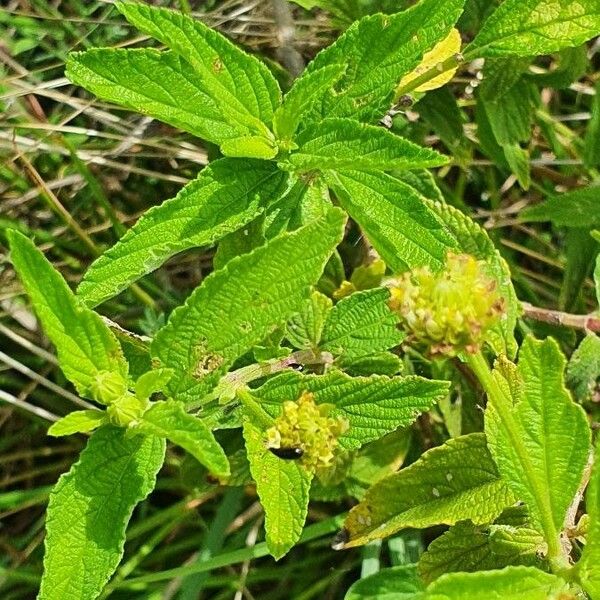 Lippia javanica Лист